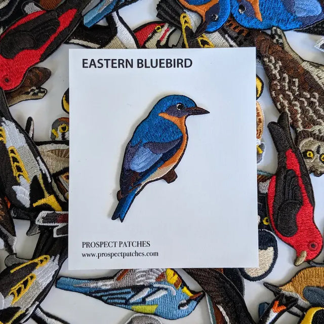 Eastern Bluebird