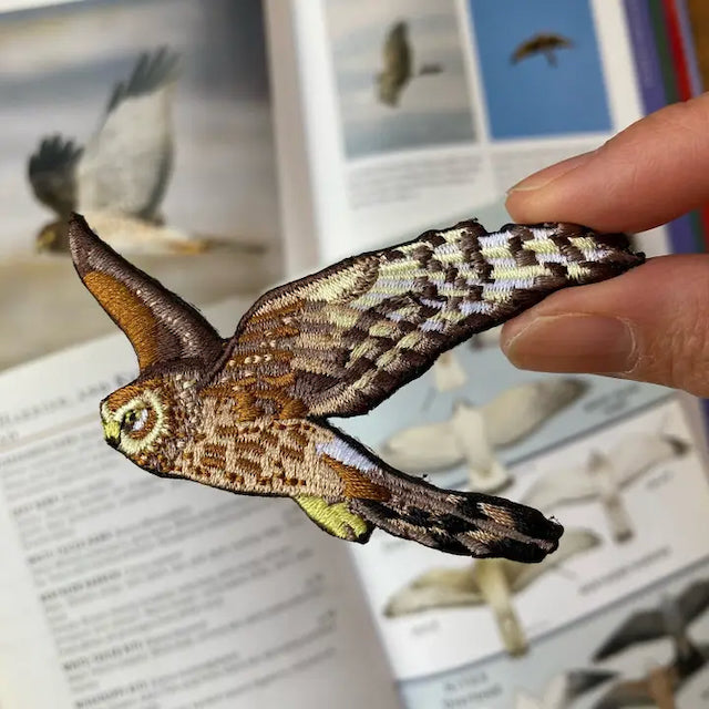 Northern Harrier