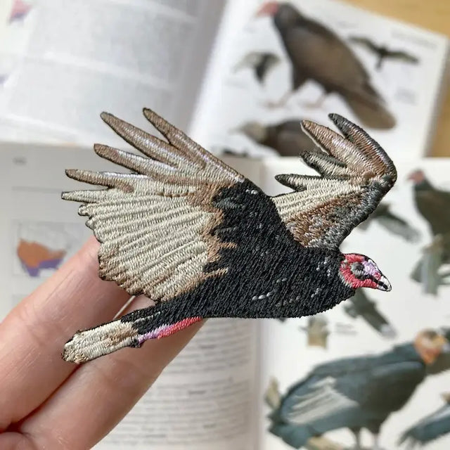 Turkey Vulture