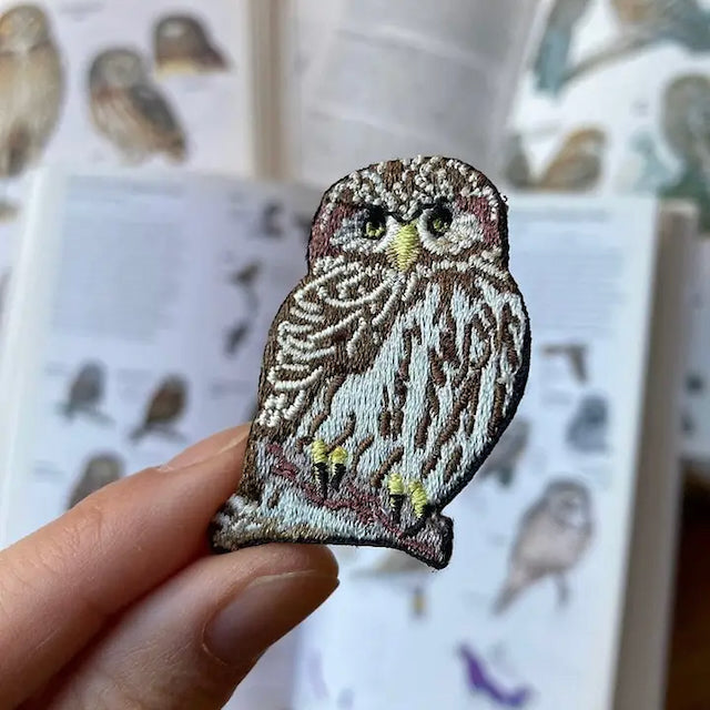 Northern Pygmy Owl