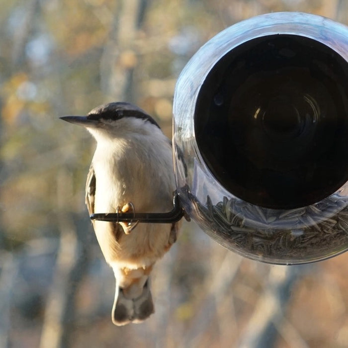 Bird Feeder - Window Mount Globe with 2 Perches