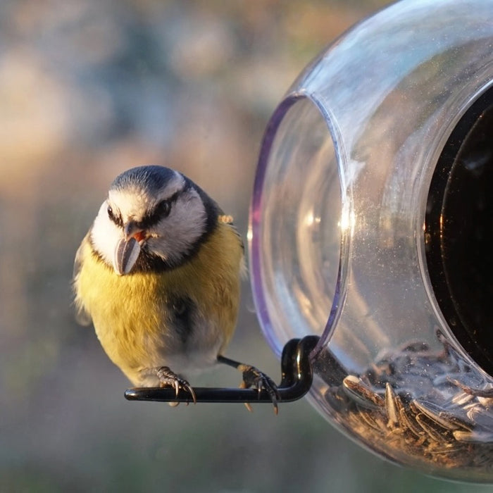 Bird Feeder - Window Mount Globe with 2 Perches