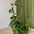 Botanopia Houseplant Supports - Golden Trellises