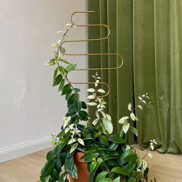 Botanopia Houseplant Supports - Golden Trellises