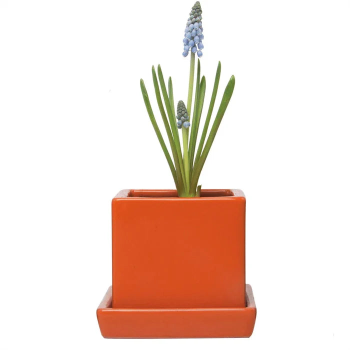 Cube Pot w Detached Saucer - 3in