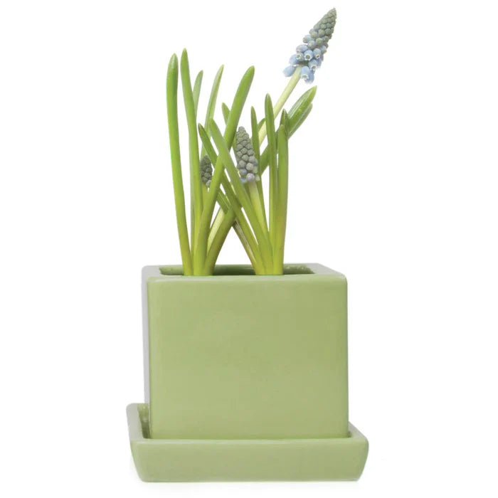 Soft Green