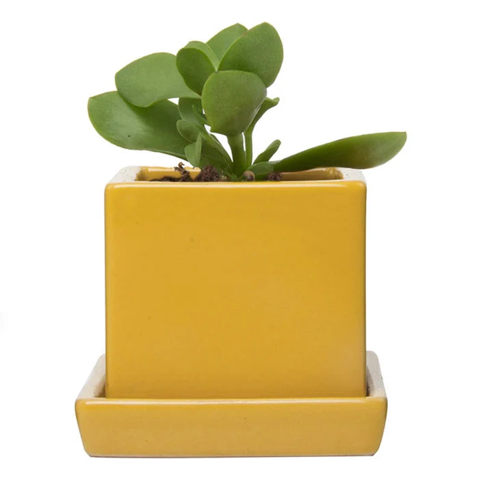 Cube Pot w Detached Saucer - 3in