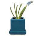 Cube Pot w Detached Saucer - 3in