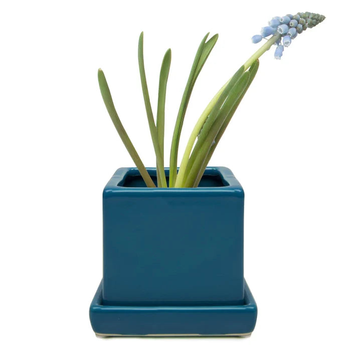 Cube Pot w Detached Saucer - 3in