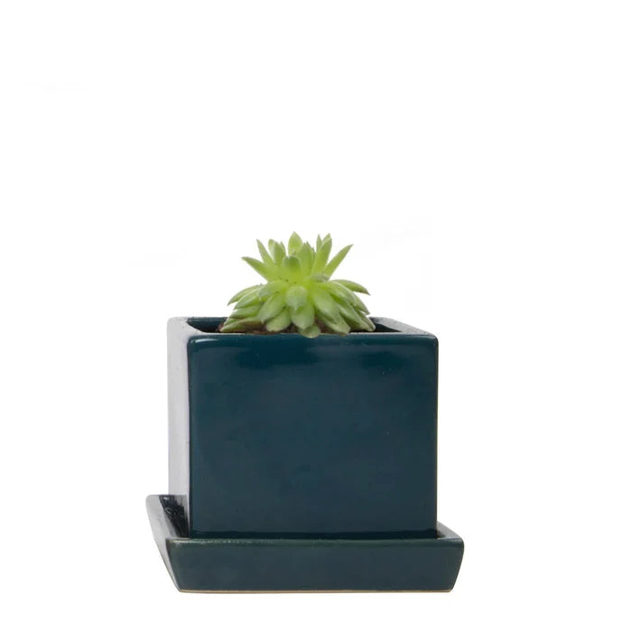 Cube Pot w Detached Saucer - 3in