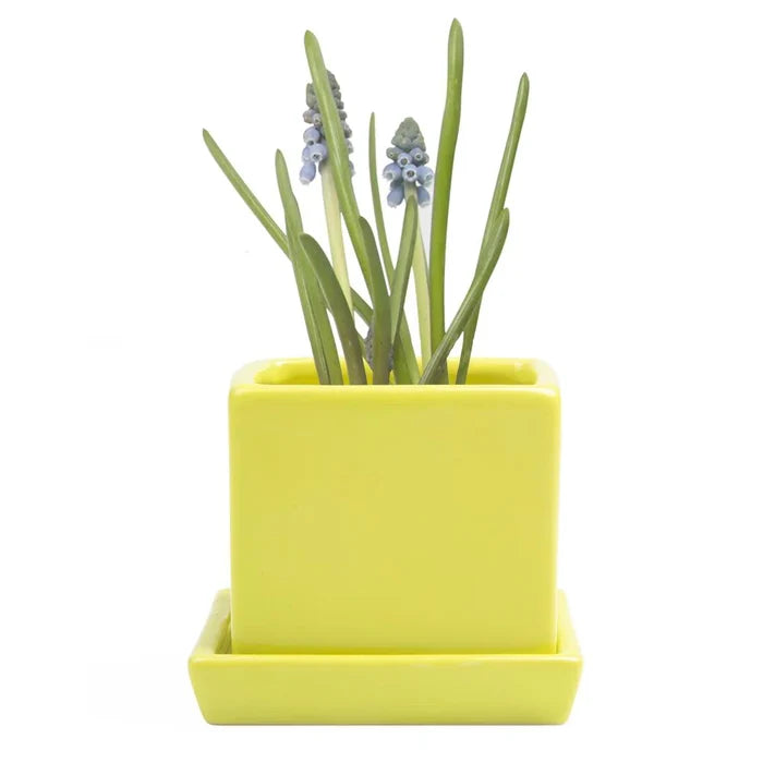 Cube Pot w Detached Saucer - 3in