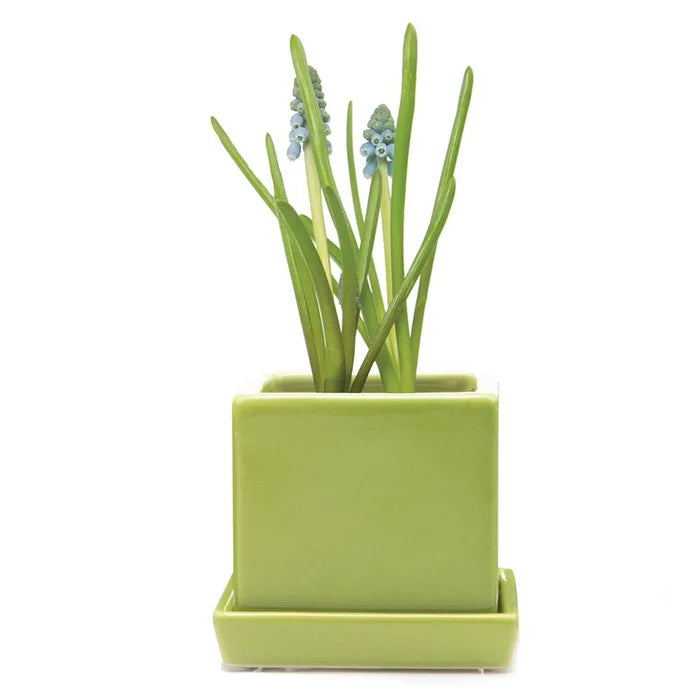 Cube Pot w Detached Saucer - 3in