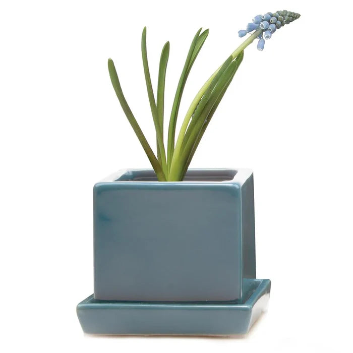 Cube Pot w Detached Saucer - 3in
