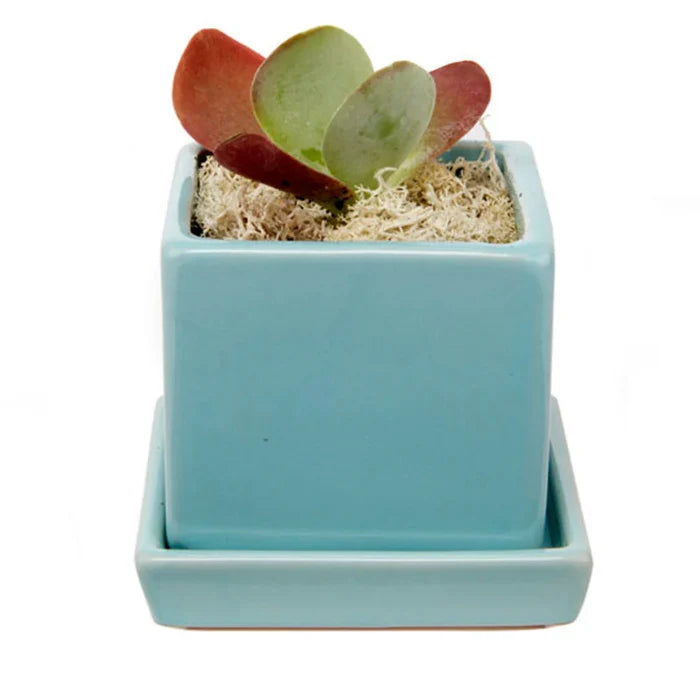 Cube Pot w Detached Saucer - 3in
