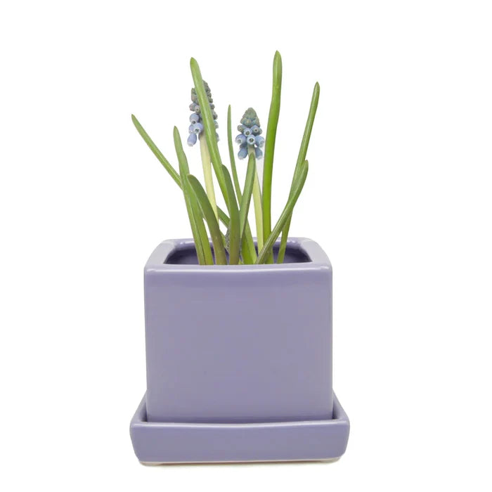 Periwinkle