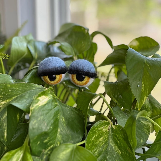 Eyelashes / Yellow Iris