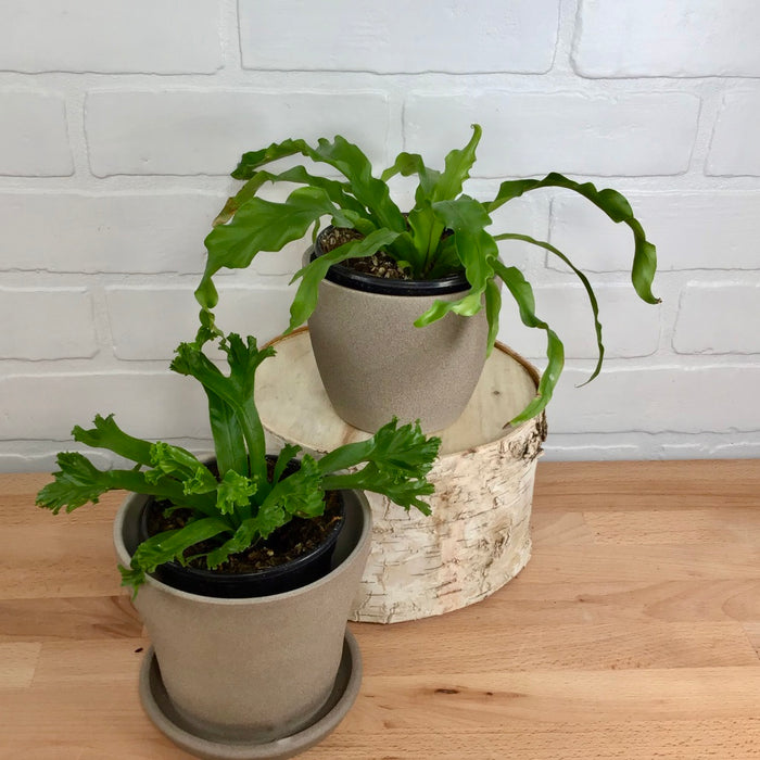 Fern 'Bird's Nest' - 4in -  LB