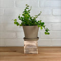 Ficus Repens Green - 4in - LB
