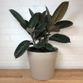 Ficus 'Robusta Burgundy' -  8in  - LB
