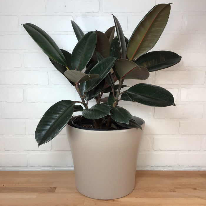 Ficus 'Robusta Burgundy' -  8in  - LB
