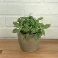Fittonia - 4in - LB