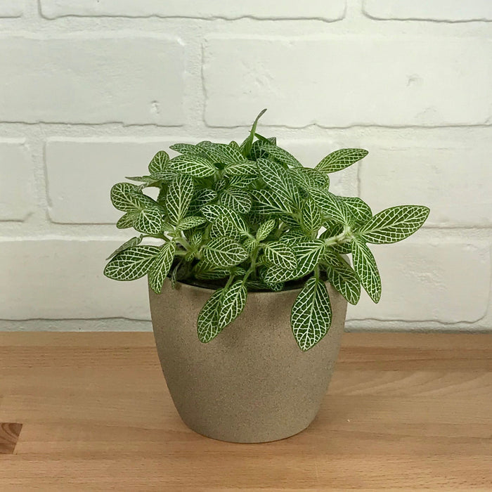 Fittonia - 4in - LB