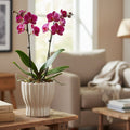 Hedvig Indoor Pot Sand