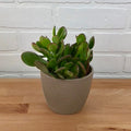 Jade - 4in - LB