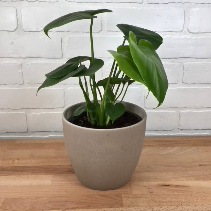 Monstera deliciosa 'Splitleaf Philodendron' - 6in - LB