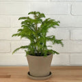 Norfolk Island Pine - 4in - LB