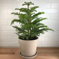 Norfolk Island Pine - 6in - LB