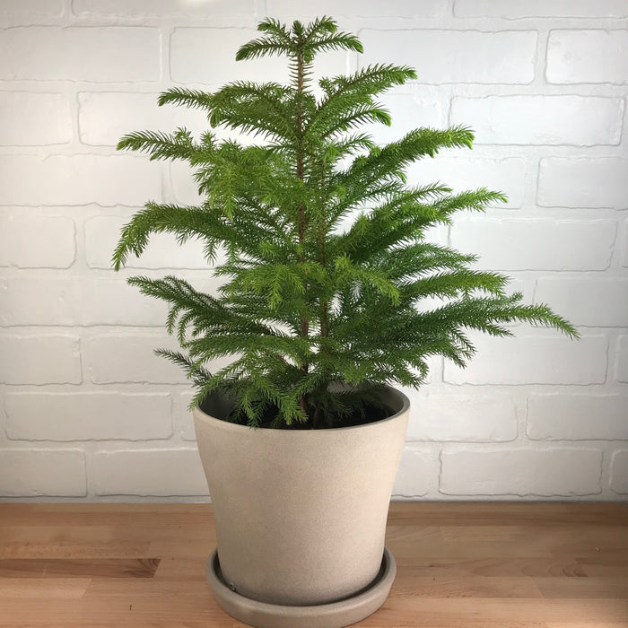 Norfolk Island Pine - 6in - LB