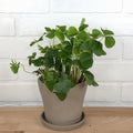 Oxalis Green - 4in - LB