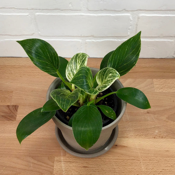 Philodendron Birkin  4in - LB