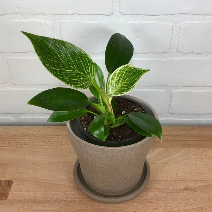 Philodendron Birkin  4in - LB