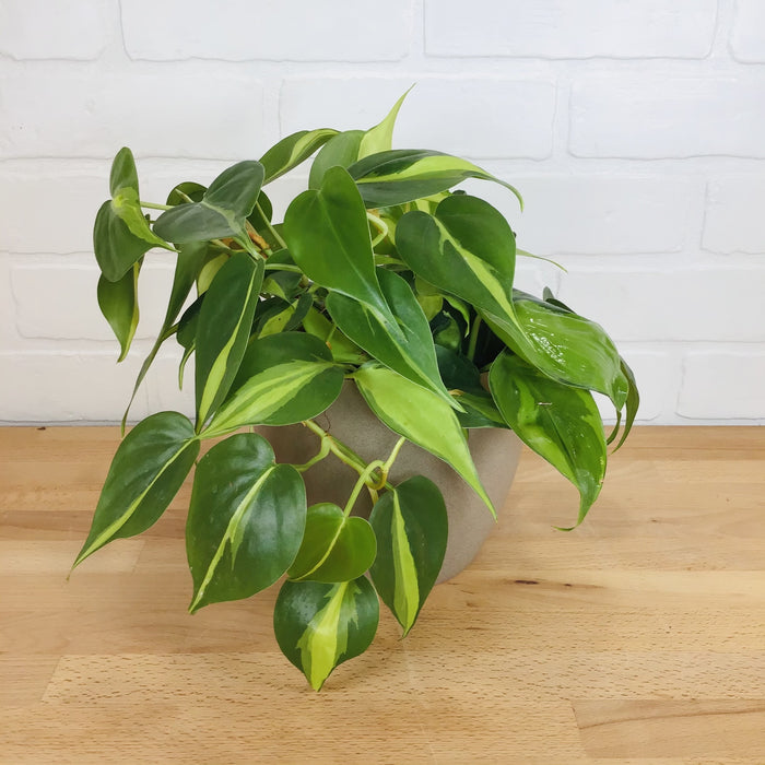 Philodendron 'Brasil' - 6in - LB
