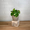 Pothos - 3in - LB