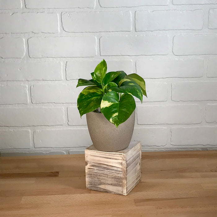 Pothos - 3in - LB