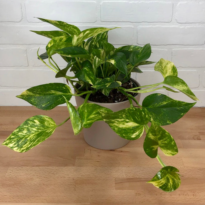 Pothos 'Golden' - 6in - LB
