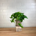 Pothos 'Jade' - 6in - LB