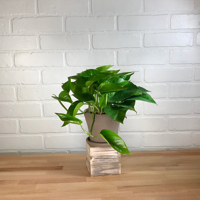 Pothos 'Jade' - 6in - LB