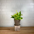 Pothos 'Neon' - 4in -  LB