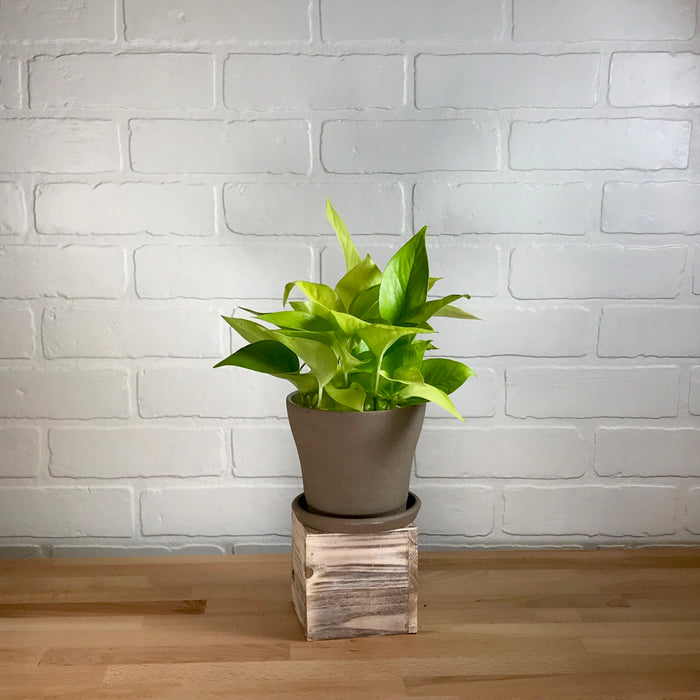Pothos 'Neon' - 4in -  LB