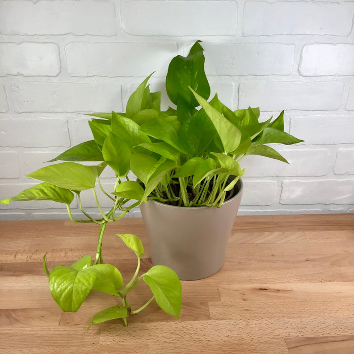 Pothos 'Neon' - 6in - LB