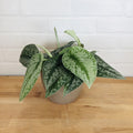 Scindapsus Pictus - 6in - LB