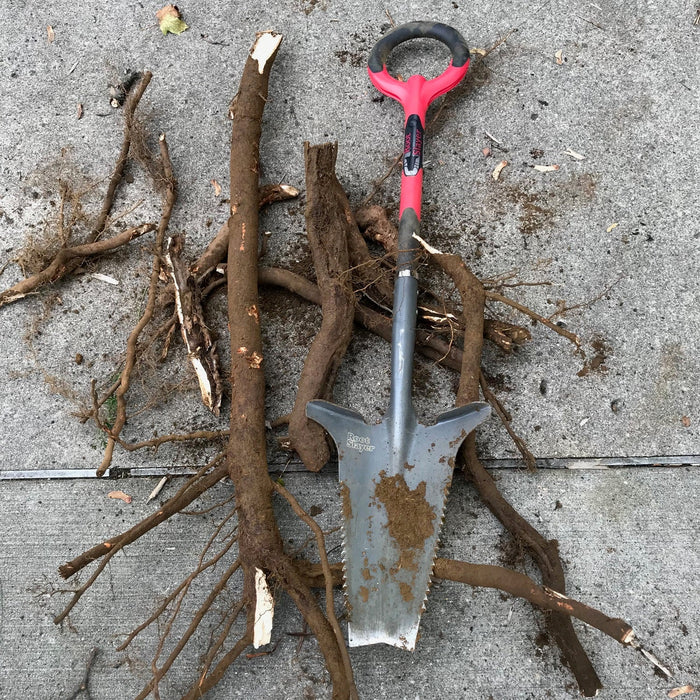 The Radius Root Slayer