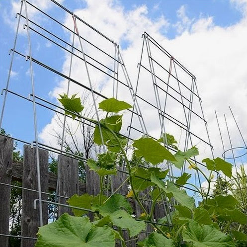 Vine Spine Trellis Panel - 20x66 with 9x6 Openings