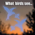 Window Alert Birding Decals - 4-pack
