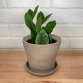 Zamioculcas - 4in -  LB