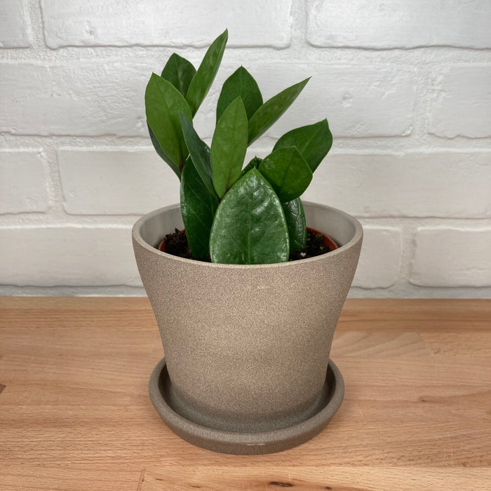 Zamioculcas - 4in -  LB